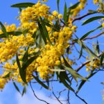 acacia