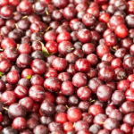 Fresh ripe red plums as a background