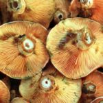 niscalos-ku7H-U6018246479614iB-624x385@Ideal