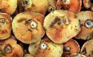 niscalos-ku7H-U6018246479614iB-624x385@Ideal