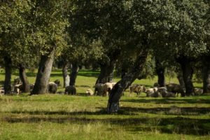 image_201571_jpeg_470x324_q85