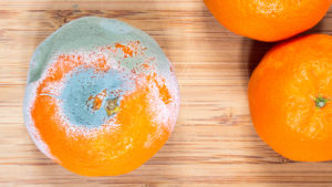 Moldy mandarin on the boards kitchen.