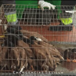 patos-salvajes-decomisados_1565554141_137223663_667x375[1]